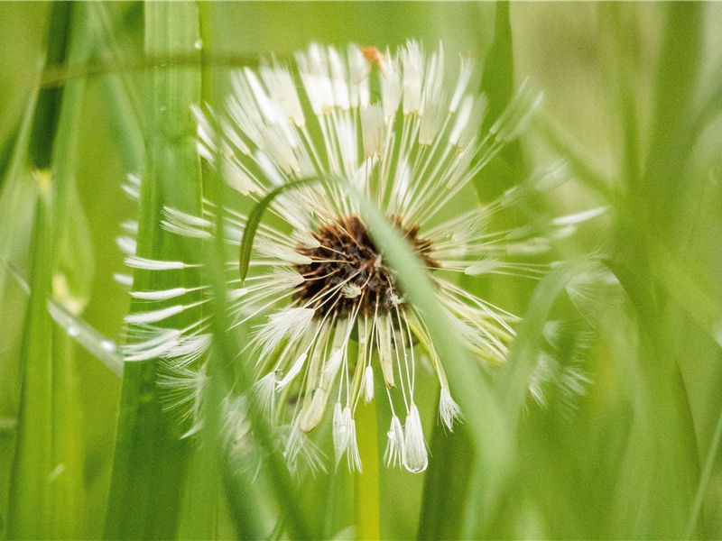 没有皮肤的小孩-奇特的孩童