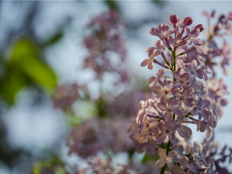 遍体鱼鳞的人-奇特的孩童