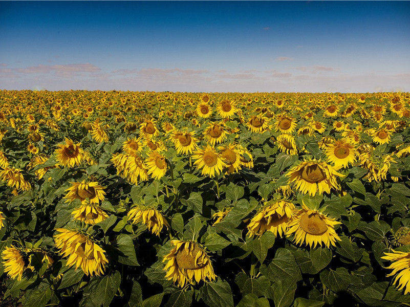 男童有两副内脏-奇特的孩童