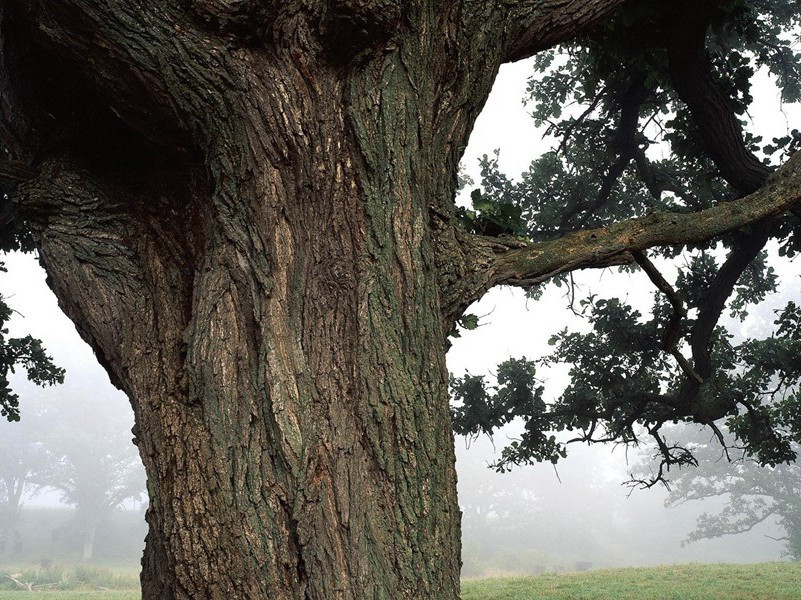 兽孩种种-奇特的孩童