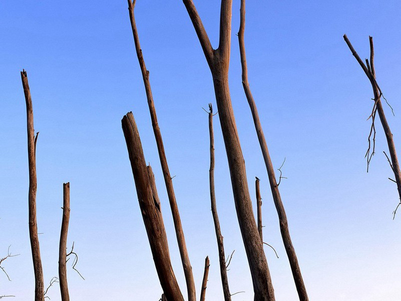 视力最佳的人-各色的奇人