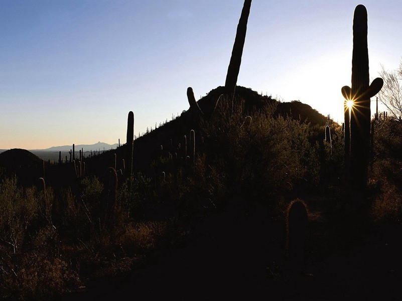 “冬眠”雪下20多年温血苏醒-各色的奇人