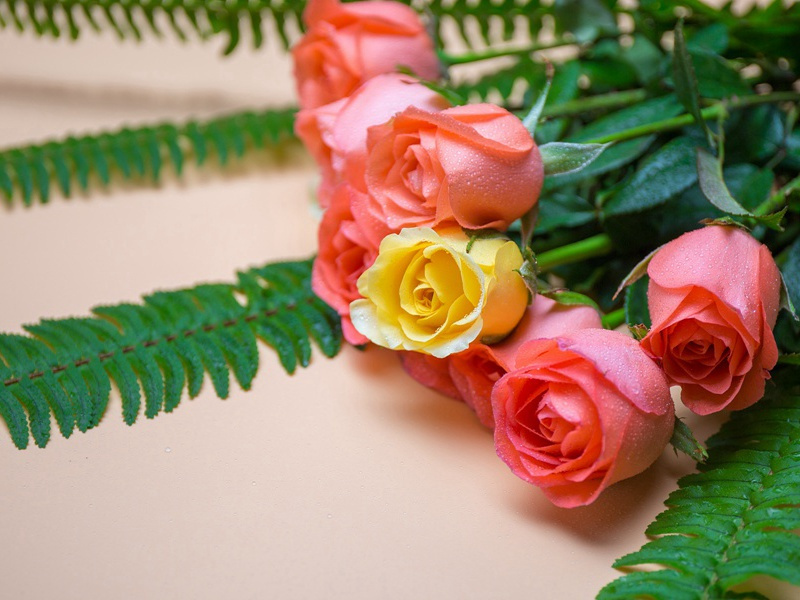 一胎生十婴-各色的奇人