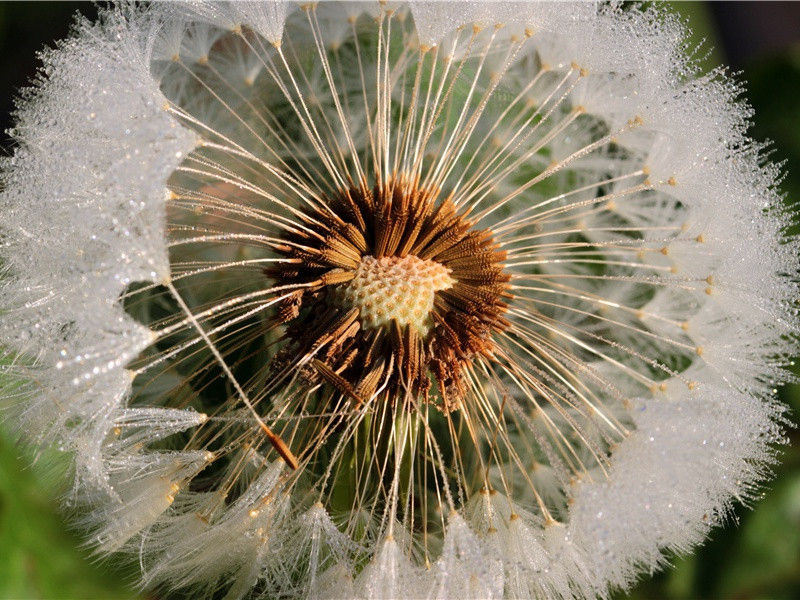 舌头最长的人-各色的奇人