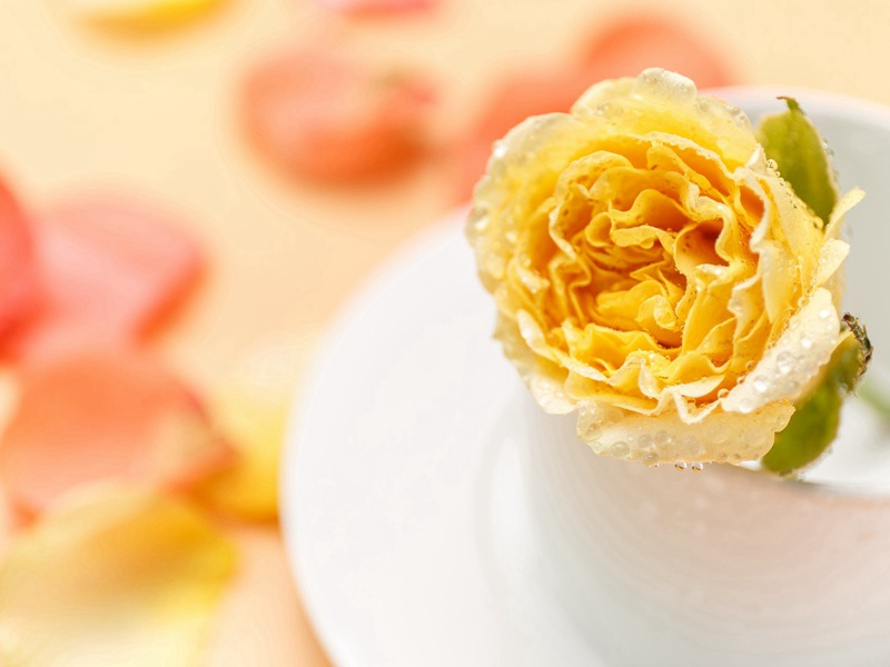 嗜食昆虫-各色的奇人