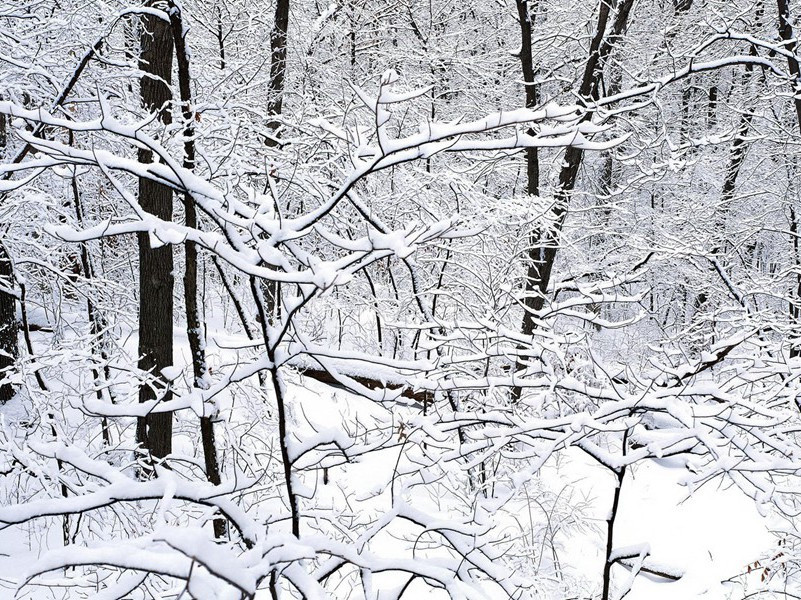 生过三个猴人的妇女-各色的奇人