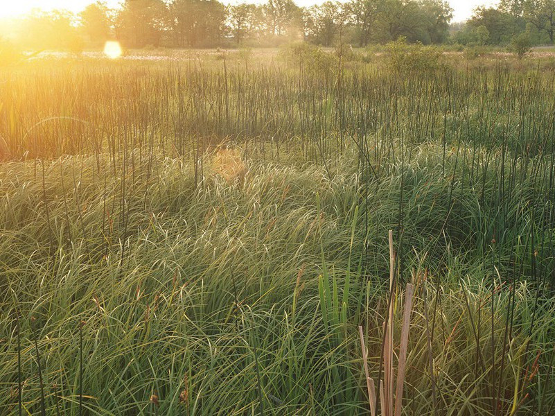 倒吊才能学习-各色的奇人