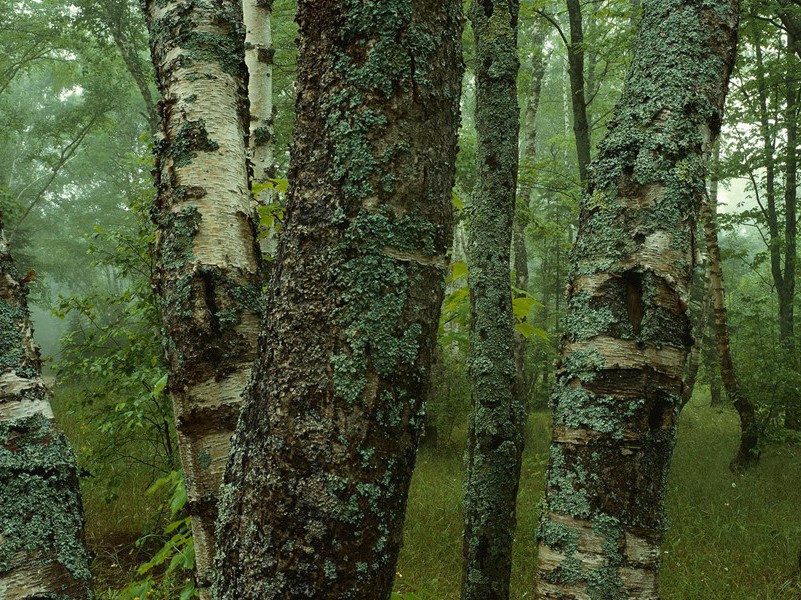 倒立的人-各色的奇人