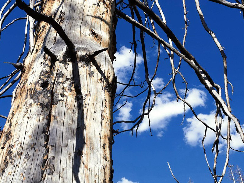 不长皮肤的人-各色的奇人