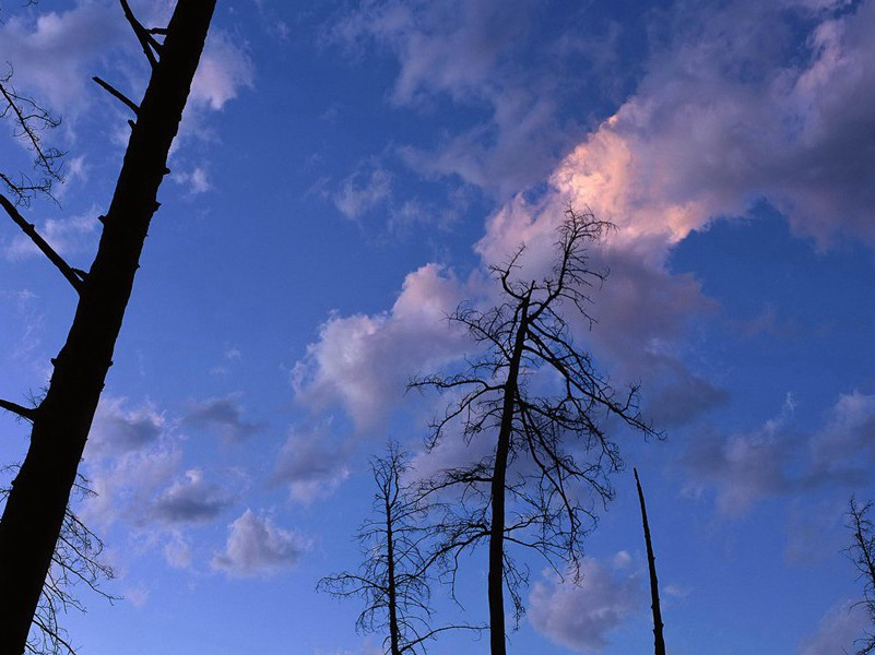 有六个胃的人-各色的奇人
