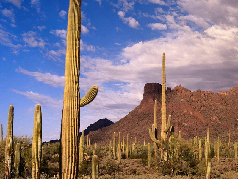 能在墙上行走的人-各色的奇人