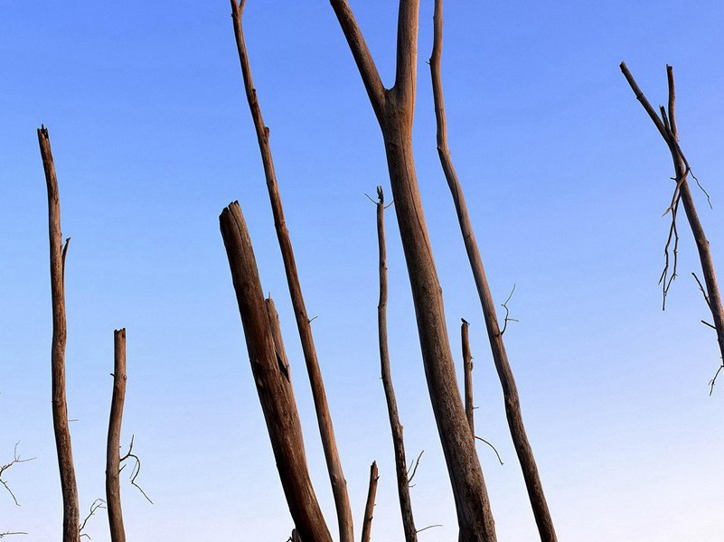 用鼻子诊病-各色的奇人