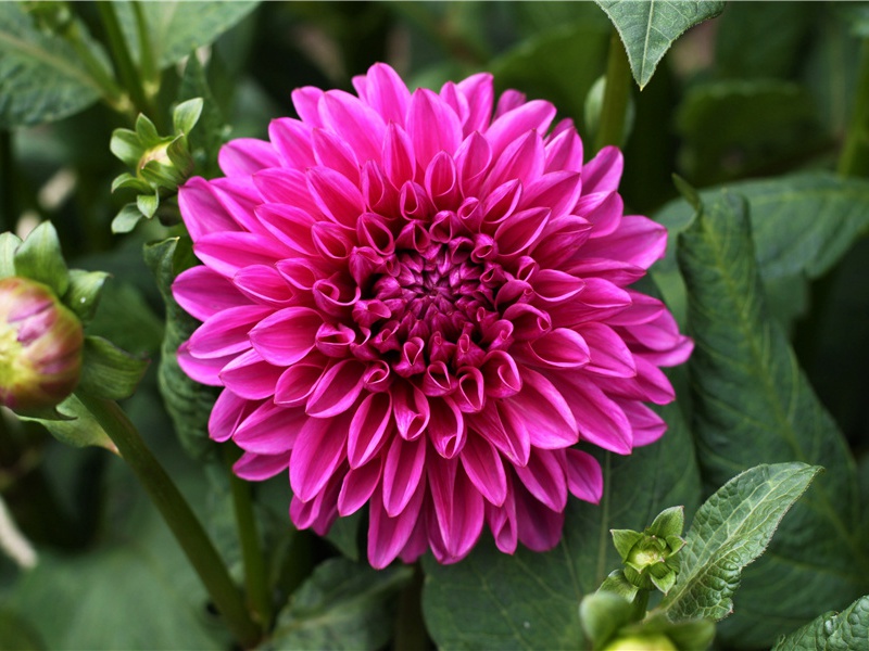 全身长鱼鳞-各色的奇人