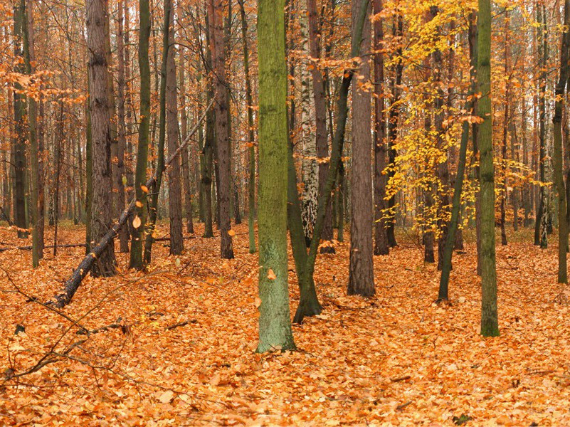 尸体也会自焚-人类奇闻怪事