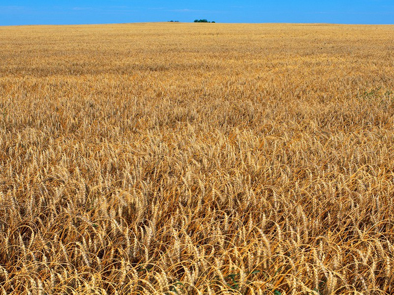 额上的一个亮窗户-人类奇闻怪事