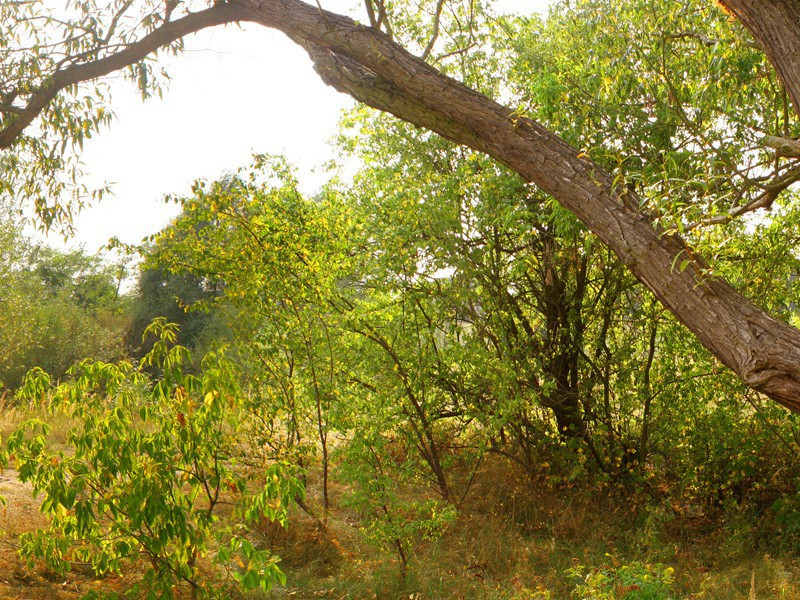 透视诊断-人类奇闻怪事