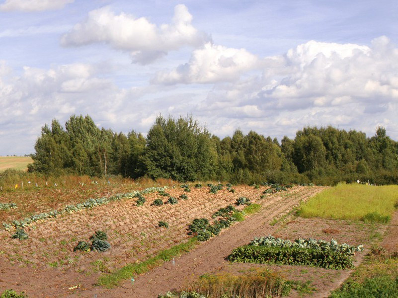 癌瘤自行消退之谜-人类奇闻怪事