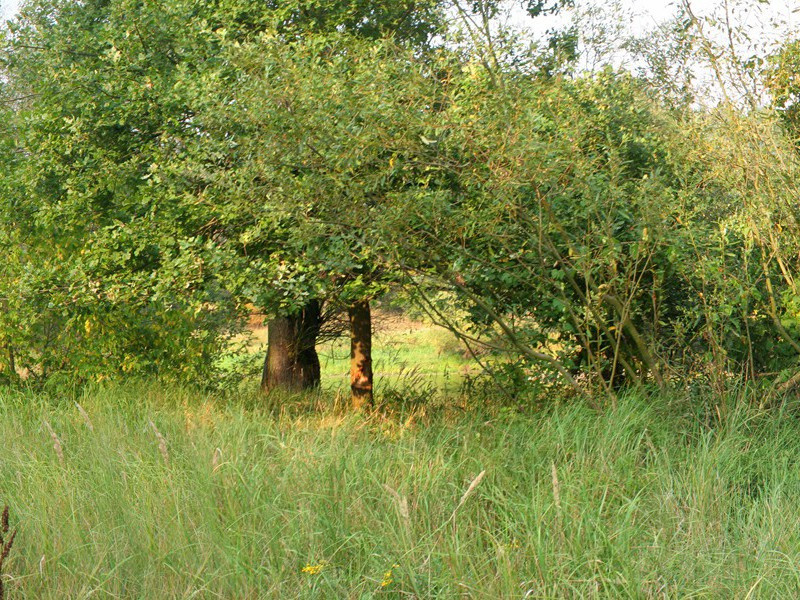 香吻发出高压静电-谎诞的女性