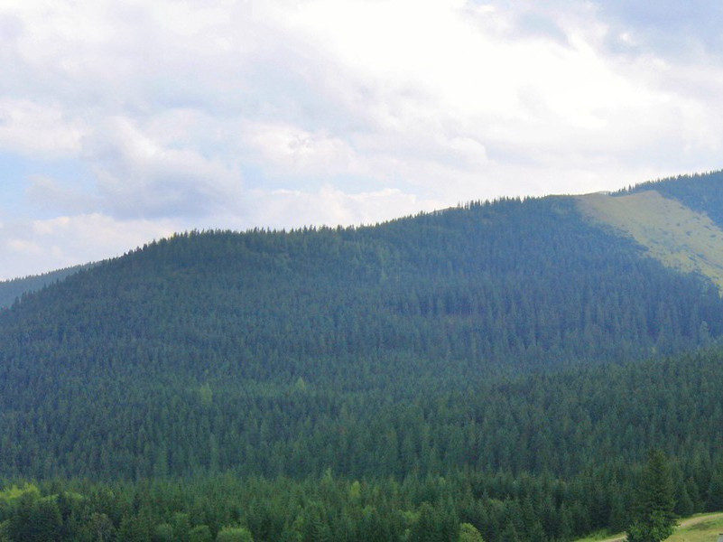 最纤细的腰围-谎诞的女性