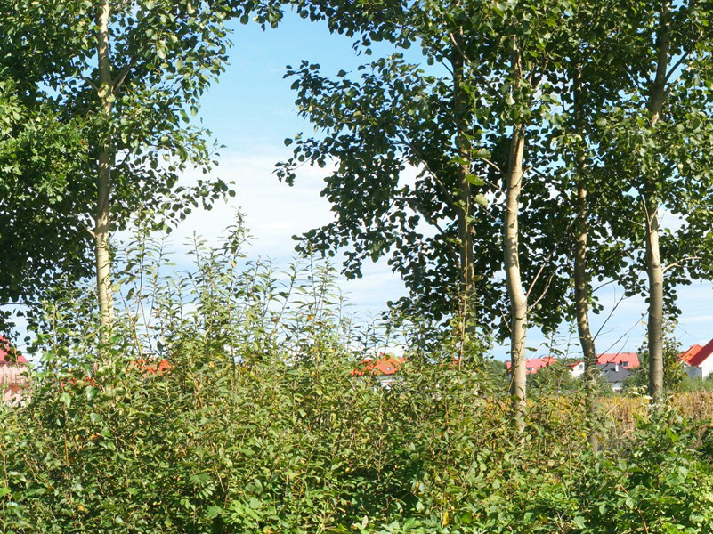 没有两手的生活-谎诞的女性